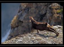 Chamois