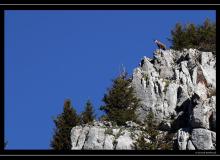 Chamois