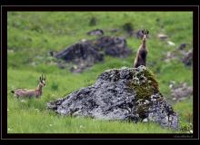 Chamois