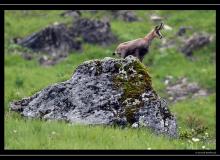 Chamois