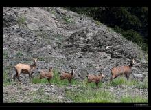 Chamois