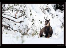 Chamois