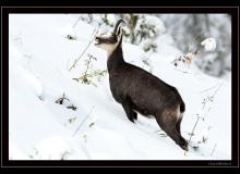 Chamois