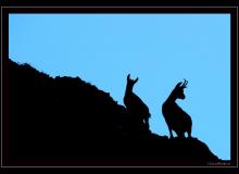 Chamois