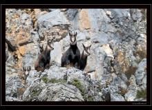 Chamois