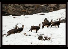 Chamois