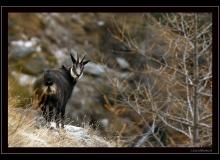 Chamois