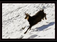 Chamois