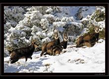 Chamois