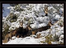 Chamois