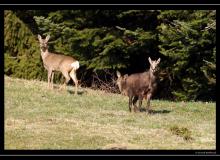 Chamois