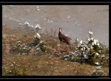 Chamois