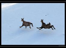 Chamois