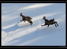 Chamois