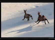 Chamois