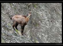 Chamois