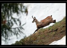 Chamois