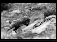 Chamois