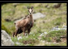 Chamois