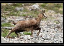 Chamois