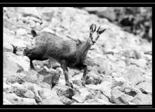 Chamois