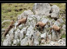 Chamois