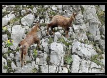 Chamois