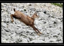 Chamois