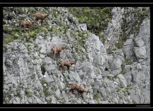 Chamois
