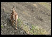 Chamois