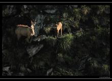 Chamois