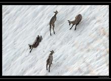 Chamois