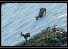 Chamois