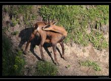 Chamois