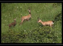 Chamois