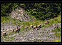 Chamois