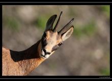 Chamois