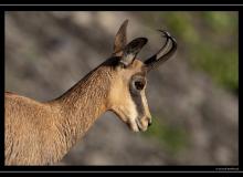Chamois