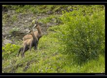 Chamois