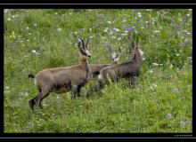 Chamois