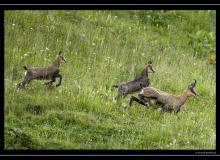 Chamois