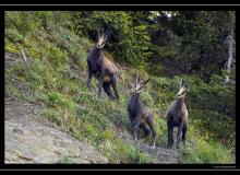 Chamois