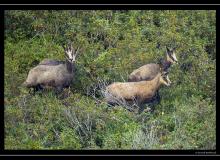 Chamois