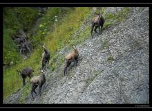 Chamois