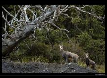 Chamois