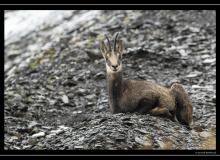 Chamois