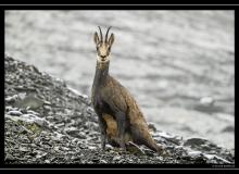 Chamois