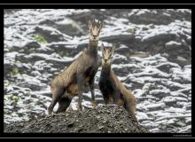 Chamois