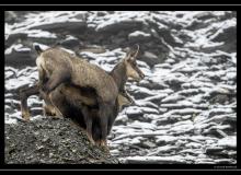 Chamois