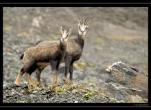 Chamois